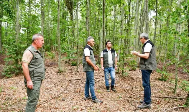 Balıkesir'de kayın ormanlarından bereket yağıyor