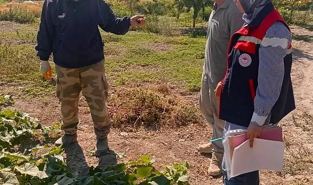 Turşuluk salatalık üretim alanlarında tarım ilacı kontrolleri sürüyor