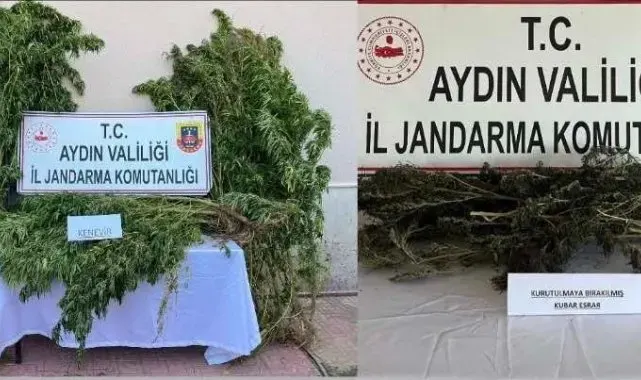Nazilli'de 153 kök hint keneviri ele geçirildi