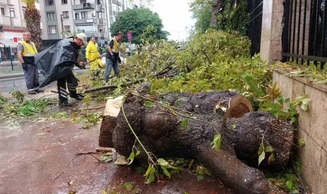 Samsun'da sağanak ağaç devirdi