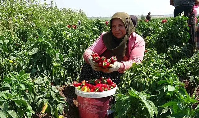 Kavurucu sıcakta acı hasatta çalışan işçiler ellerini yüzlerine süremiyorlar