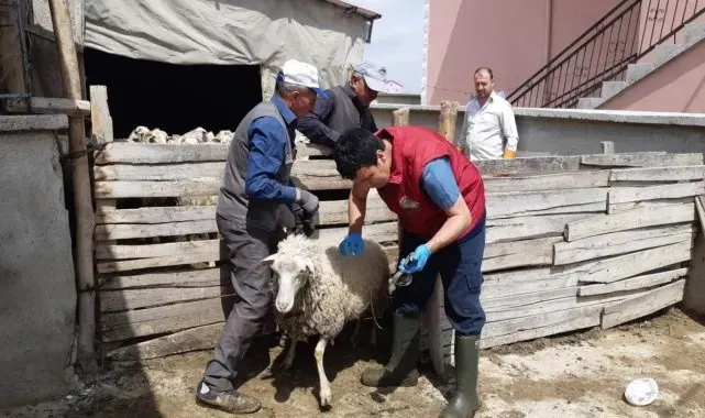 Afyonkarahisar'da küçükbaş hayvanlar aşılandı