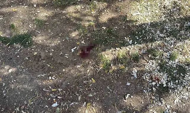 Parkta bir kişiyi döner bıçağıyla yaralayan saldırgan yakalandı