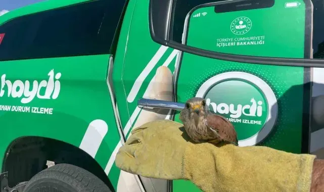 Yaralı atmaca koruma altına alındı