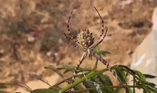 Elazığ'da dünyanın en zehirli örümceklerinden 'loblu örümcek' görüldü