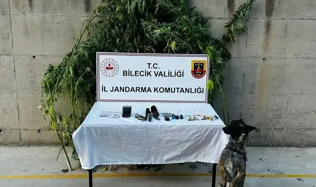 Bilecik'te evinin bahçesinde kenevir yetiştiren şüpheli düzenlenen operasyonla yakalandı