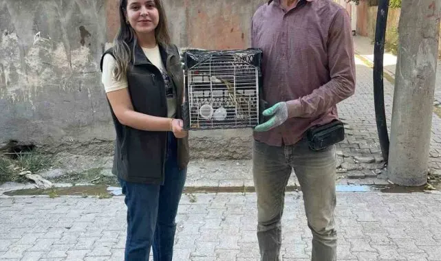 Şırnak'ta Balaban ve Kızıl Şahin tedavi altına alındı