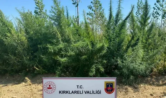 Kırklareli'nde 1 milyon 896 bin 550 kök kenevir ele geçirildi