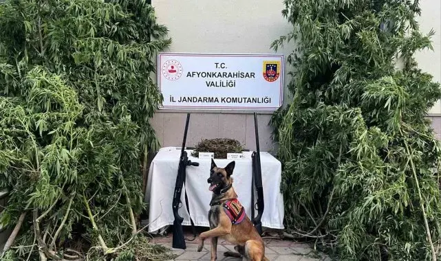 Afyonkarahisar'da esrar ve kenevir yakalandı