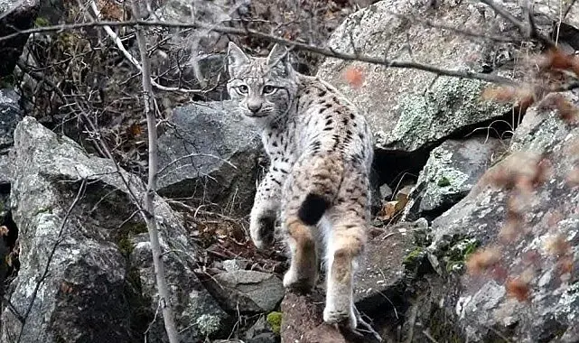 Sinop'ta 'vaşak' görüntülendi