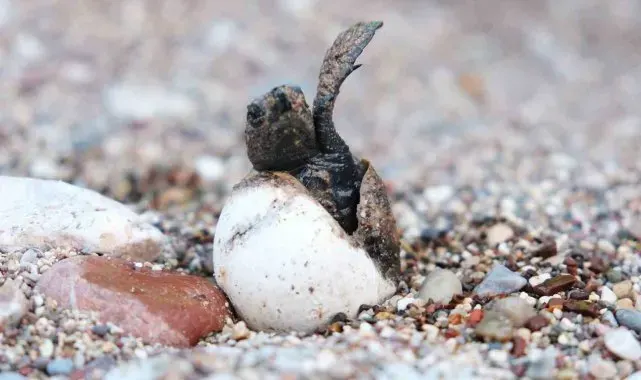 Çıralı'da caretta caretta rekoru