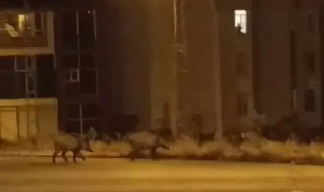 Aç kalan domuz sürüsü şehre indi