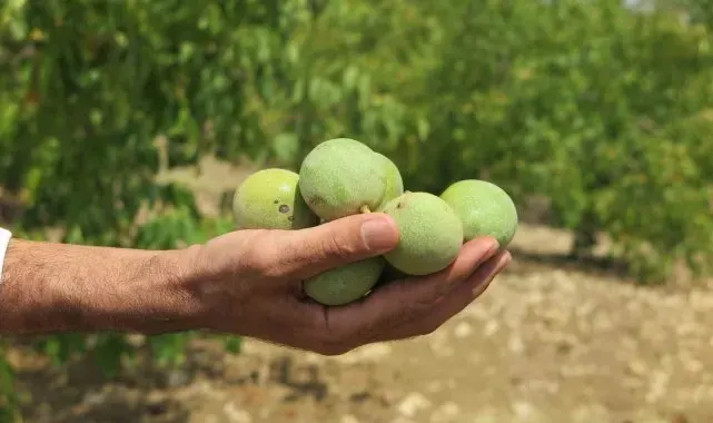 'Yeşil Altın' rekoltede üreticilerin yüzünü güldürdü