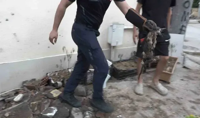 Yavru kedi 7 saatlik operasyonla kurtarıldı