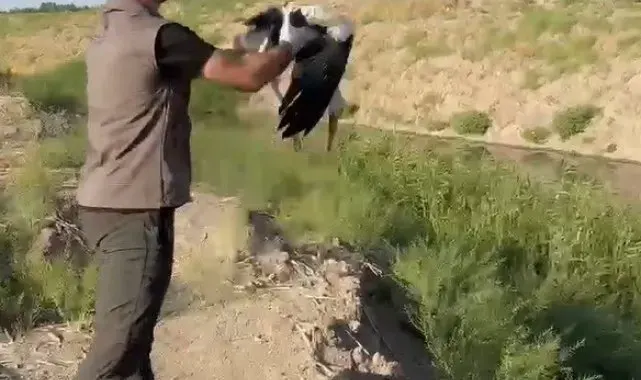 Iğdır'da bitkin halde bulunan leylek doğaya bırakıldı