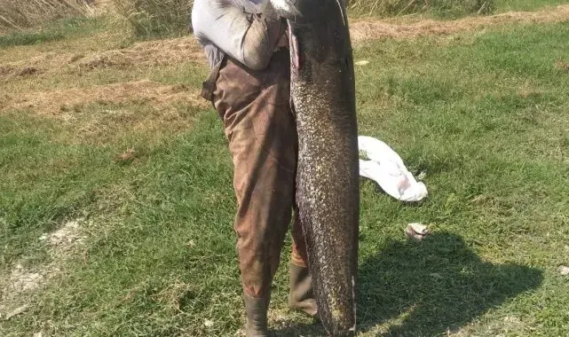 Amatör balıkçının yakaladığı yayın balığını görenler şaştı kaldı