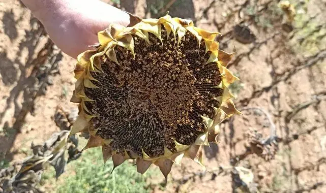 Ayçiçeği hasadı devam ediyor