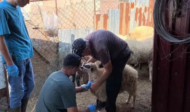 Gökçeada'da Şap Hastalığı Arilik Çalışması Başladı