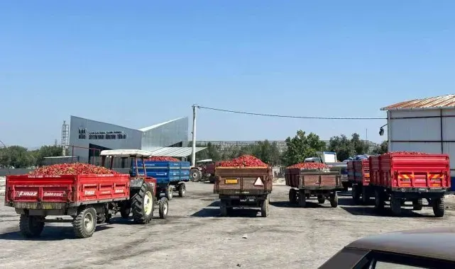Tüccar alımı durdurdu tonlarca biber elde kaldı