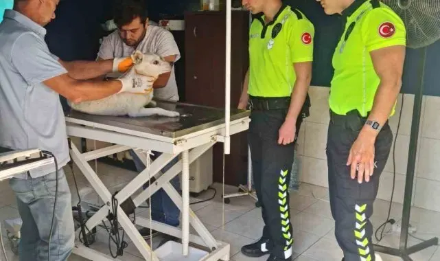 Polis ekipleri yaralı köpeği kurtardı