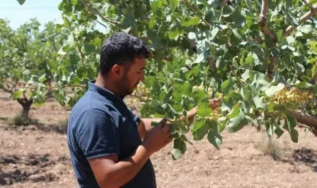 Siirt'te 2025 Üretim Yılı Çiftçi Kayıt Sistemi başvuruları başladı