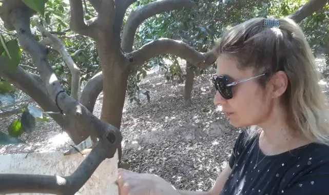 Söke'de zararlılara karşı tuzak kontrolleri yapıldı