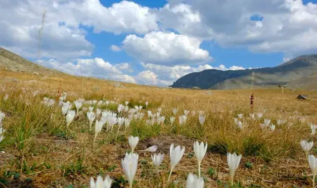 Gümüşhane dağlarında kışın habercisi "vargit" çiçekleri açtı