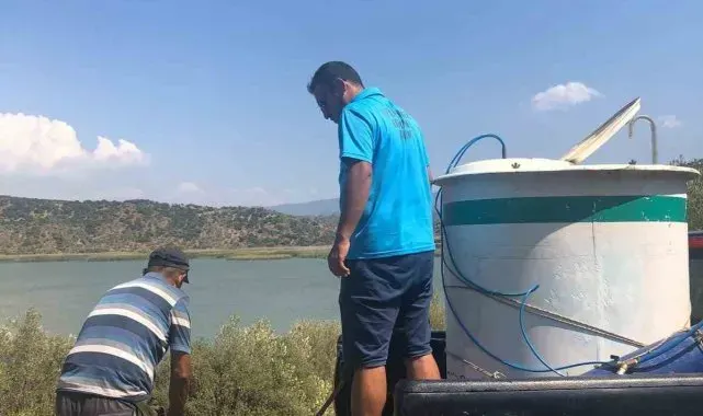 Azap Gölü'ne 250 bin yavru sazan balığı bırakıldı