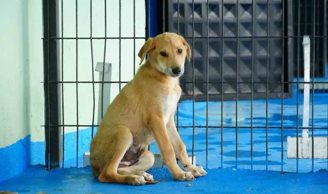 Düzce Belediyesi kedi-köpek sahiplendirme platformu kuruldu