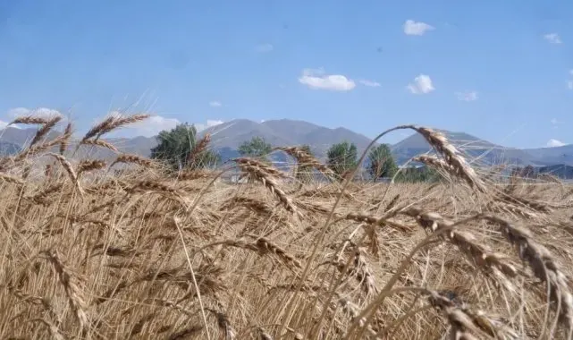 Bitkisel üretime yönelik yeni destekleme uygulaması