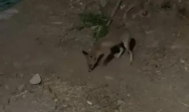 Tilki ve bahçe sahibi arasındaki sohbet gülümsetti :"Kümesten uzak dur, arkadaşlığımız bozulmasın!"
