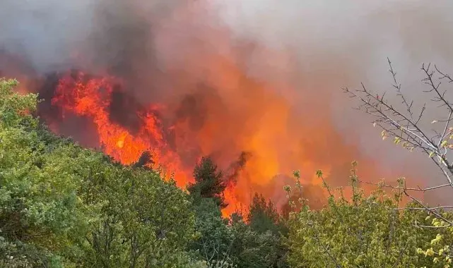 Bursa İznik'teki orman yangınında 30 hektar alan küle döndü