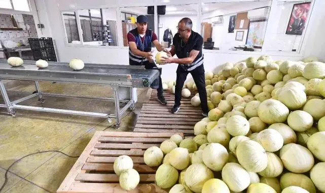 Tarlada kalan 300 ton kavun vatandaşa dağıtıldı