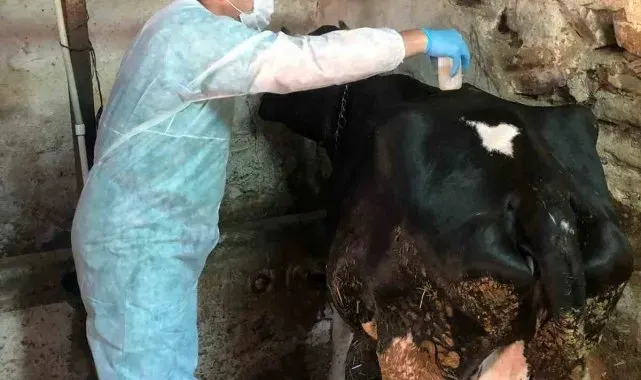 Eskişehir'de ahır ve ağılda sağlık hizmeti devam ediyor