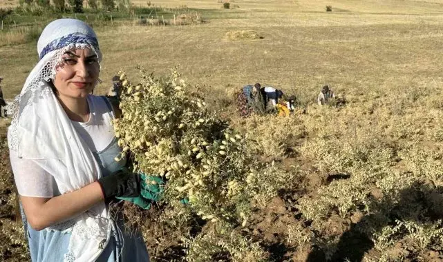 Yüksekova'da kadınlar elleriyle nohut hasadı yaptı