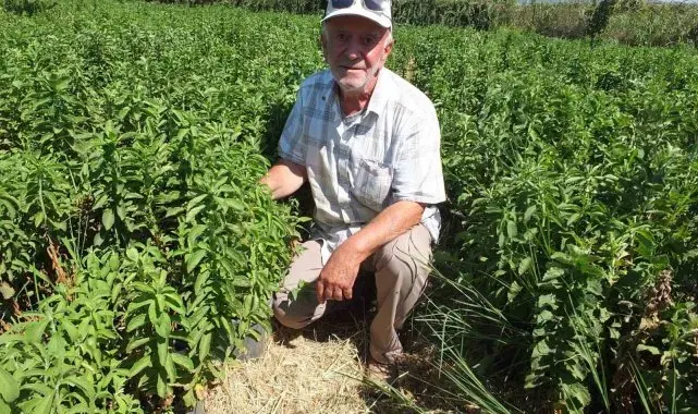 Burhaniye Stevia üretim merkezi oldu