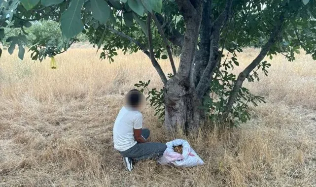 İncir hırsızı suçüstü yakalandı