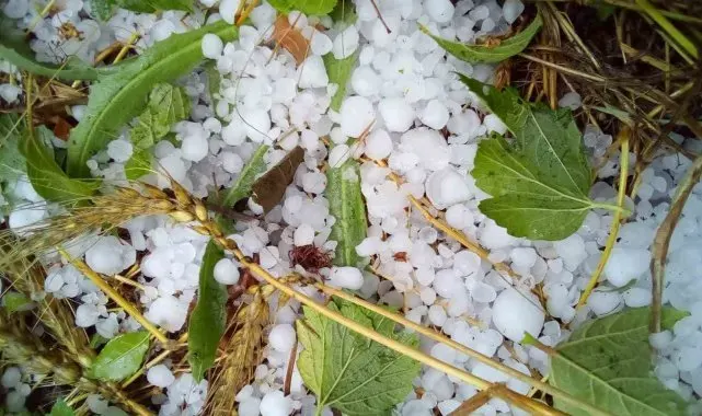 Çameli'nde şiddetli dolu ekili arazilere zarar verdi