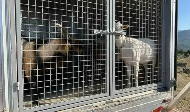 2 gündür sulama göletinde mahsur kalan 6 küçükbaş hayvan ve bir köpek itfaiye ekiplerince kurtarıldı