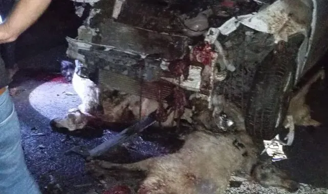 Siverek'te otomobil koyun sürüsüne daldı