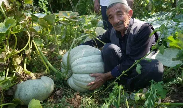 Muşlu çiftçi 50 kiloluk bal kabağı yetiştirdi