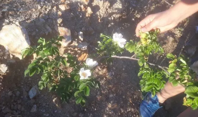 Bayburt'ta 400 dönüm araziye 60 bin kuşburnu fidanı dikildi