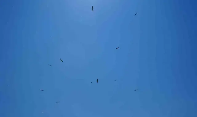 Erzincan'da leyleklerin erken göçü