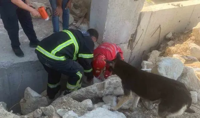 Anne köpek, yavrularını kurtaran ekiplerin başından bir an olsun ayrılmadı