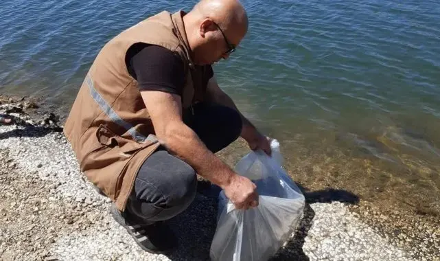 Selendi'de 20 bin sazan yavrusu göletlere salındı