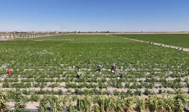 Karatay'da ata tohumu ürünleri hasadı başladı