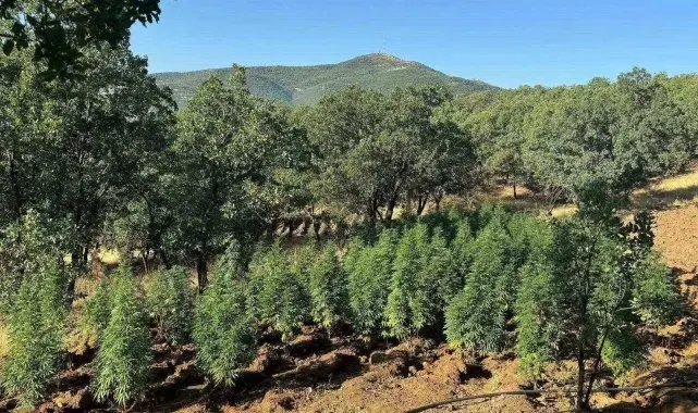 Diyarbakır'da 1 milyon 657 bin kök kenevir ve skunk ele geçirildi: 2 gözaltı