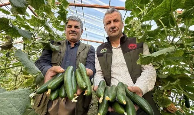 Yüksekova'da seracılık gelişiyor