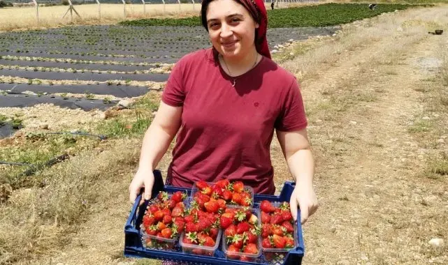 Erzincan'da ikinci çilek hasadı başladı