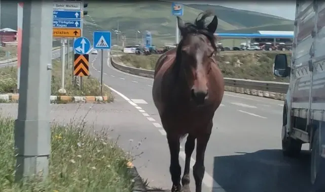 Ardahan'da kara yoluna inen başıboş atlar tehlike saçıyor